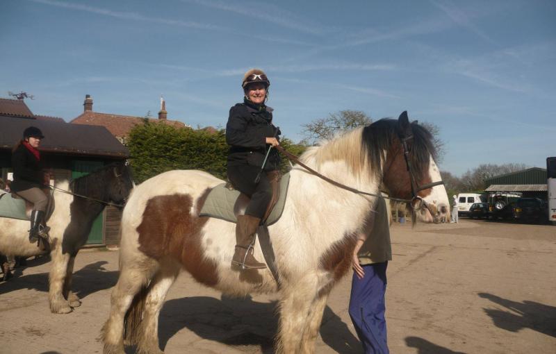 war horse for jousting